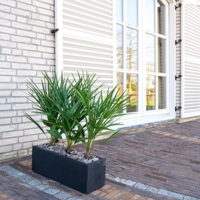 Combi deal - Chamaerops Humilis inclusief  Grigio Box - 80cm