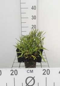 Aster novi-belgii 'Crimson Brocade' - pot 9x9 cm