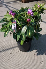 Rhododendron 'Goldflimmer' - pot - 40-50 cm