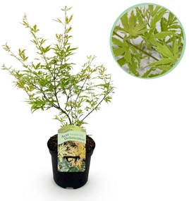Japanse Esdoorn Metamorphosa - Groen - 70cm