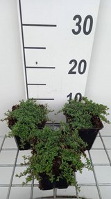 Thymus praecox 'Purple Beauty' - pot 9x9 cm -