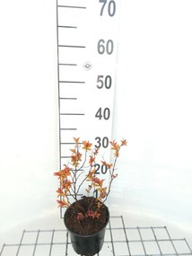Spiraea japonica 'Goldflame' - pot 1,3L - 20-25 cm -