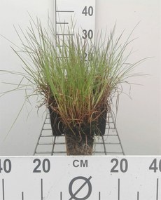 Schizachyrium scoparium - pot 9x9 cm