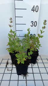 Nepeta grandiflora 'Dawn to Dusk' - pot 9x9 cm -