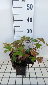 Potentilla 'Gibson's Scarlet' - pot 9x9 cm