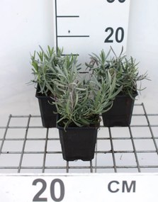 Lavandula x intermedia 'Dutch' - pot 9x9 cm (Lavendel) -