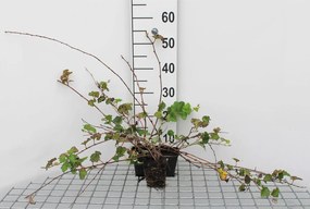 Rubus 'Betty Ashburner' - pot 9x9 cm -