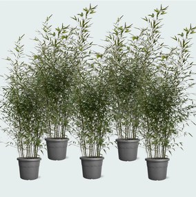 5x Fargesia bamboe - 220cm