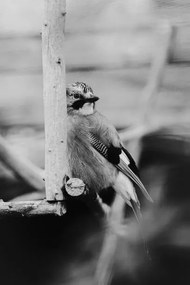 Kunstfotografie Birdie Photo,Close-up of jay perching on feeder, Iolu  Marian Beniamin / 500px, (26.7 x 40 cm)