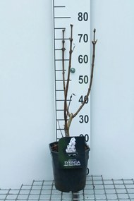Syringa vulgaris 'Krasavitsa Moskvy' (Beauty of Moscow) - pot - 50-60 cm