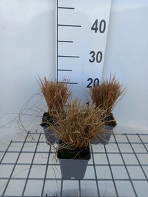 Carex comans 'Bronze Form' - pot 9x9 cm -