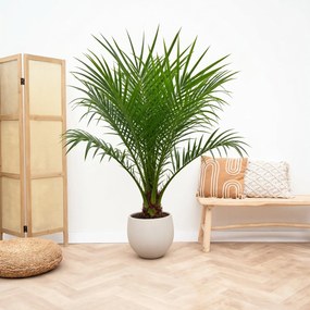 Phoenix Roebelenii op stam - 100cm