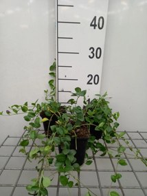 Vinca minor 'Multiplex' - pot 9x9 cm -