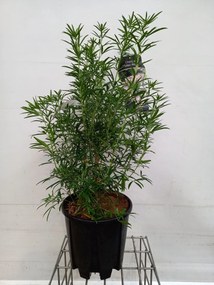 Choisya 'Aztec Pearl' - pot 15L - 60-80 cm