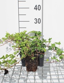 Hedera helix 'Ivalace' - pot 9x9 cm