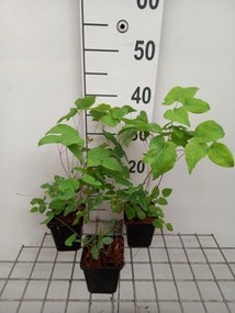 Epimedium grandiflorum 'Red Beauty' - pot 9x9 cm