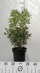 Pieris 'Flaming Silver' - pot 5L - 30-40 cm