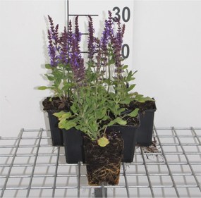 Salvia nemorosa 'Blaukönigin' - pot 9x9 cm -