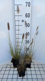 Pennisetum alopecuroides 'Piglet' - pot 9x9 cm