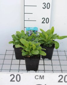Lobelia siphilitica - pot 9x9 cm -