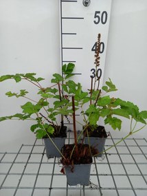 Astilbe chinensis 'Vision in Red' - pot 9x9 cm