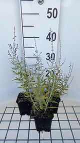 Perovskia atriplicifolia 'Blue Jean Baby' - pot 9x9 cm -