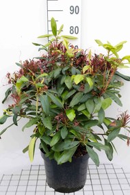 Rhododendron 'Marcel Menard' - pot 10L - 60-80 cm