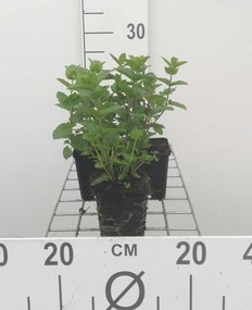 Citroenmelisse - pot 9x9 cm (Melissa officinalis) -