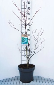 Cornus controversa - pot 12L - 125-150 cm