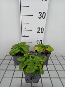 Primula elatior - pot 9x9 cm -