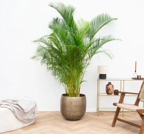 Dypsis Lutescens (Areca palm) - 215cm