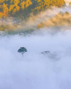 Kunstfotografie lonely tree in the fog with, Khanh Bui, (30 x 40 cm)