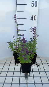 Nepeta racemosa 'Grog' - pot 9x9 cm (Kattekruid) -