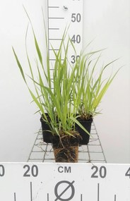 Molinia arundinacea 'Karl Foerster' - pot 9x9 cm