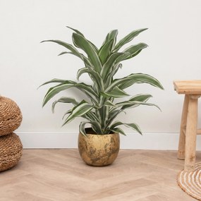 Dracaena White jewel - 60 cm
