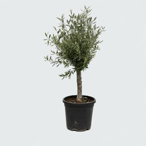 Olijfboom Olea Europaea Lorc - 130cm / stamomtrek 17-20cm
