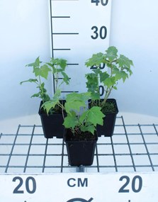 Kirengeshoma palmata - pot 9x9 cm -