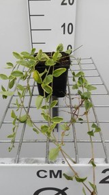 Vinca minor 'Aureovariegata' - pot 9x9 cm -