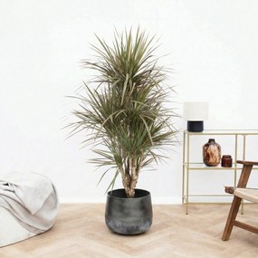 Dracaena bicolor vertakt - 160 cm