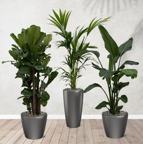 Combi deal - Ficus Lyrata vertakt 160 cm - Kentia palm 170 cm - Strelitzia Nicolai 170 cm inclusief zelfwaterende potten