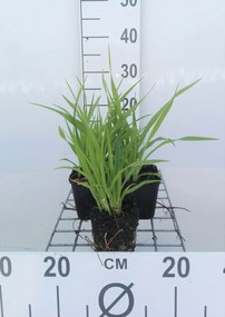 Hemerocallis 'Lemon Bells' - pot 9x9 cm