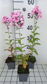 Phlox 'Herbstwalzer' - pot 9x9 cm