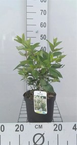 Hydrangea paniculata 'Tardiva' - pot - 40-50 cm