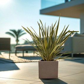 Phormium Tenax - 160cm