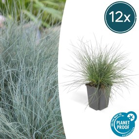 Festuca Glauca 'Elijah Bleu' - 20cm