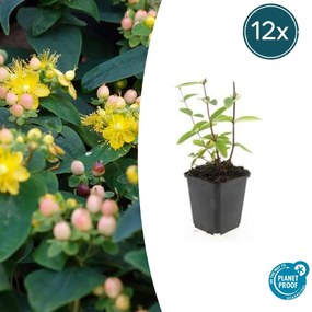 Hypericum Inodorum 'Annebel' - 20cm