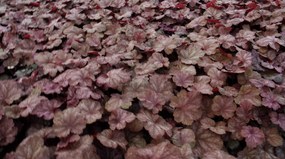 Heuchera 'Beaujolais' - pot 9x9 cm