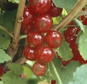 Ribes rubrum 'Jonkheer van Tets' - pot 12L - 100-125 cm