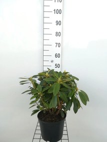 Rhododendron'Percy Wiseman'- pot - 40-50 cm