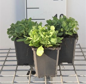 Arabis caucasica 'Plena' - pot 9x9 cm -